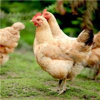 有好的蛋鸡饲料添加剂厂家用户选择优农康微生态饲料添加剂
