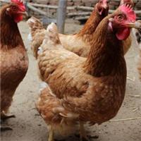 平时鸡饲料添加剂都是什么价位的 优农康鸡用微生态饲料添加剂更划算