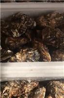 烟台长岛海蛎子的食性