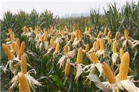 汶上县玉米种植基地