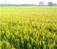 梁山县小麦种植基地