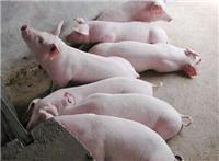 大猪如何育肥用优农康 让你的猪快速增肥