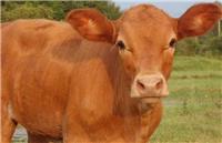 牛犊育肥用什么 优农康促进小牛快速长膘
