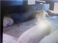 昌图县种母猪销售，昌图县种母猪供应