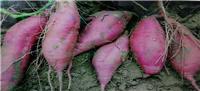 山东龙口紫薯的疾病预防作用
