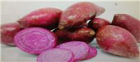 山东龙口紫薯的营养成分
