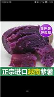 山东龙口紫薯的食用价值