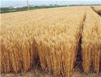 东明县小麦种植基地