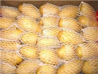 大量广西鲜薯三两以上纸箱包装薯预售中