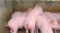 育肥猪怎样喂长的快 猪育肥就选优农康