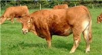 肉牛快速催肥用什么 优农康生长速度快早出栏