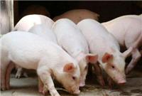 想知道猪吃什么增肥快吗 选择优农康猪用微生态饲料添加剂是正确的选择