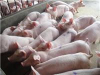 想知道猪怎样增肥吗 用优农康微生态饲料添加剂就对了