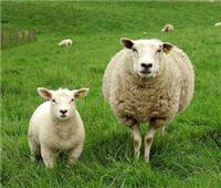 敖汉旗羊养殖，敖汉旗羊供应