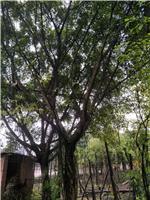 重庆桂花树价格-罗永良苗圃场-四川香樟树