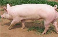 生长育肥猪养殖技术 优农康养猪高效