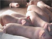 育肥猪怎么长得快 猪育肥方法优农康