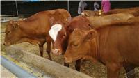 牛犊育肥技术提前出栏 就用优农康饲料添加剂