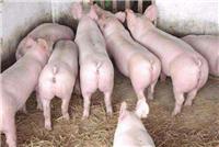 育肥猪怎么喂养长得快 养殖户用优农康效益高