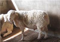 羊育肥怎样长的快 养羊用优农康育肥快早出栏