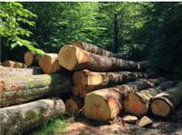 原木材进口报检 原木材进口报检价格 原木材进口报检
