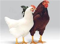 山东海阳海兰褐父母代种鸡的特点