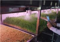 水稻催芽及立体育苗的智能化