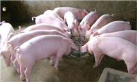 猪催肥简单方法 优农康让你的猪长肉**