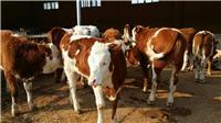 西门塔尔牛犊养殖 用优农康微生态饲料添加剂