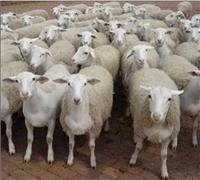 肉羊快速催肥的关键 优农康肉羊育肥秘诀