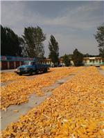 济南市长清区玉米种植基地