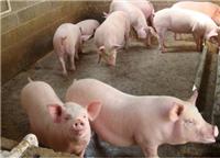 育肥猪料价格行情走势 用优农康饲喂料肉比低