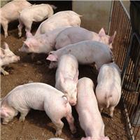 育肥猪的饲养方法有哪些 优农康帮助你养好大肥猪