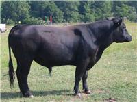 怎样育肥肉牛能够快速增肥 让牛增肥的好办法优农康