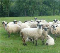 怎样育肥羊长得快 优农康微生态育肥羊有妙招