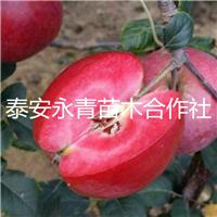 M26矮化砧木苹果苗价格价格一棵