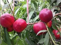 油桃苗树苗新品种、满枝红油桃树苗、油桃苗树苗价格