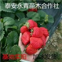 草莓苗价格 草莓苗批发价格一棵