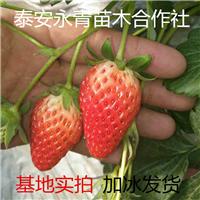 草莓苗品种 草莓苗新品种 草莓苗基地