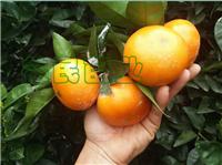 果树苗 南方果苗 茂谷柑桔树苗 橘子苗 中国台湾柑桔新品种盆栽苗