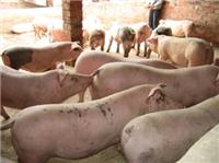 实用的育肥猪的饲养方法 早学早受益