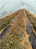 泰安市岱岳区茶叶种植