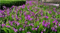 黄骅市白芨种苗基地大量批发紫花1至两年白芨种苗