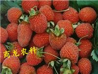 江西吉安商龙直销特色水果天紫四号八月瓜八月炸种子