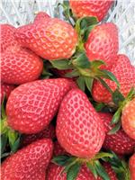 妙香草莓苗、优质妙香7号草莓苗、妙香草莓苗价格