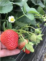 供应优质红颜草莓苗
