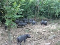 北京黑猪养殖价格