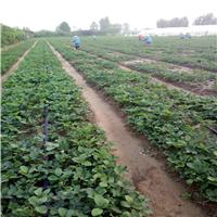 法兰地草莓苗，法兰地草莓苗批发——林泽园艺场