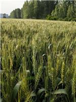 小麦销售，太和县永康种植专业合作社