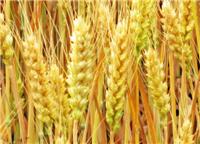 小麦销售，利辛县标标种植专业合作社